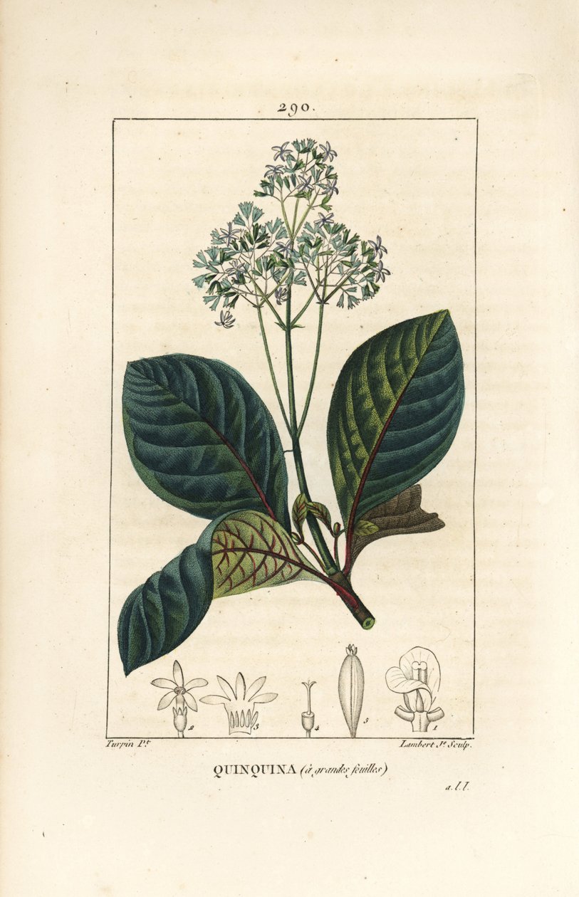 Ladenbergia oblongifolia (Cinchona magnifolia) ، بالزهرة ، الغصن ، الورقة والبذور. نقش على لوح نحاسي منقوش يدويًا بواسطة لامبرت جونيور من رسم بيير جان فرانسوا توربين من شوميتون وبوارت و "" لا فلور ميديكال "Pa بواسطة بيير جان فرانسوا توربين