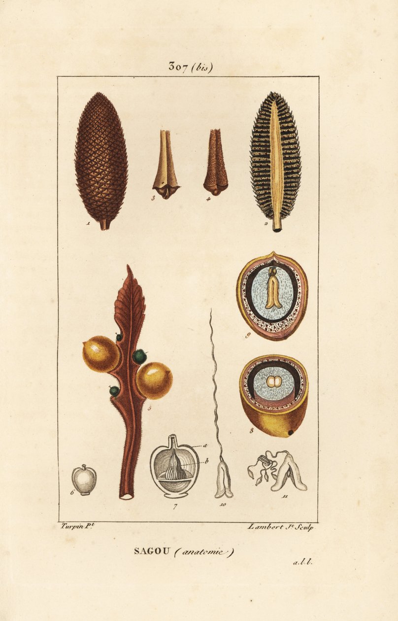 فرع كبير أو بذور السيكاس الكبيرة - Queen sago ، Cycas circinalis ، تظهر البذور والمقطع. المهددة بالخطر. نقش على لوح نحاسي منقوش يدويًا بواسطة لامبرت جونيور من رسم بيير جان فرانسوا توربين من شوميتون وبوارت و "" La "" لشامبرت بواسطة بيير جان فرانسوا توربين