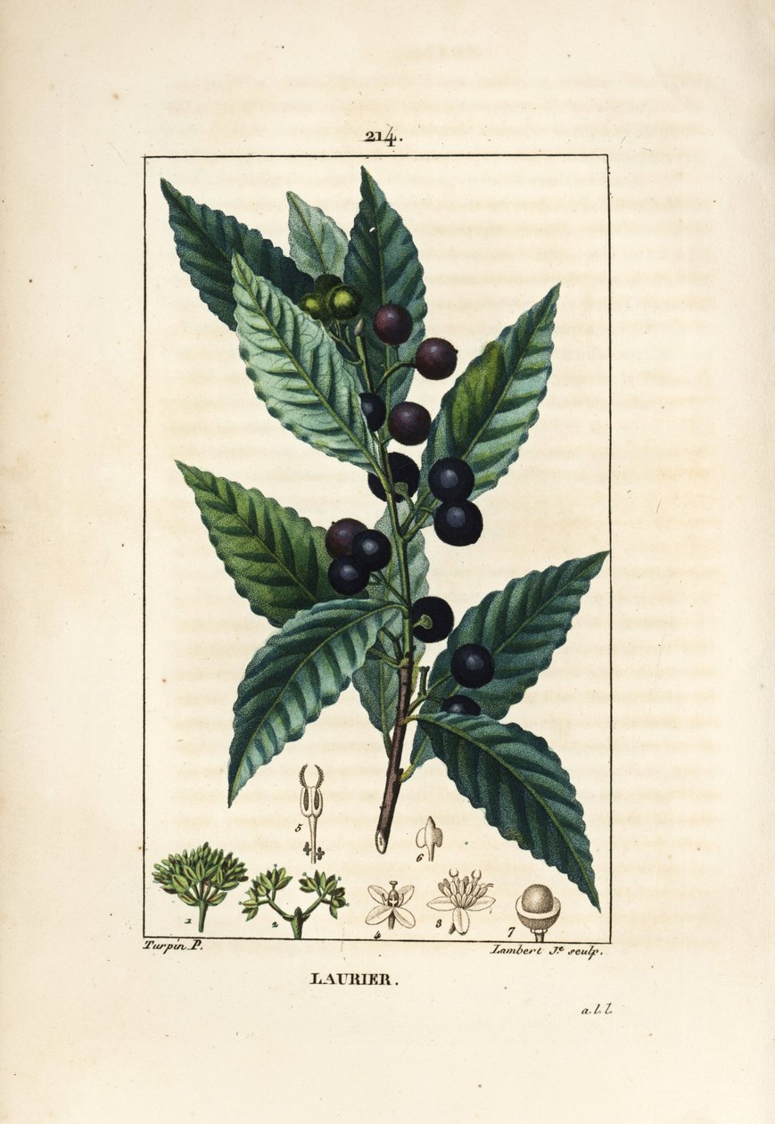 شجرة الغار ، Laurus nobilis ، مع الأوراق والتوت والبذور. نقش على لوح نحاسي منقوش يدويًا بواسطة لامبرت جونيور من رسم بيير جان فرانسوا توربين من شوميتون وبوارت وشامبيرت "" لا فلور ميديكال "،" باريس ، بانكوك بواسطة بيير جان فرانسوا توربين
