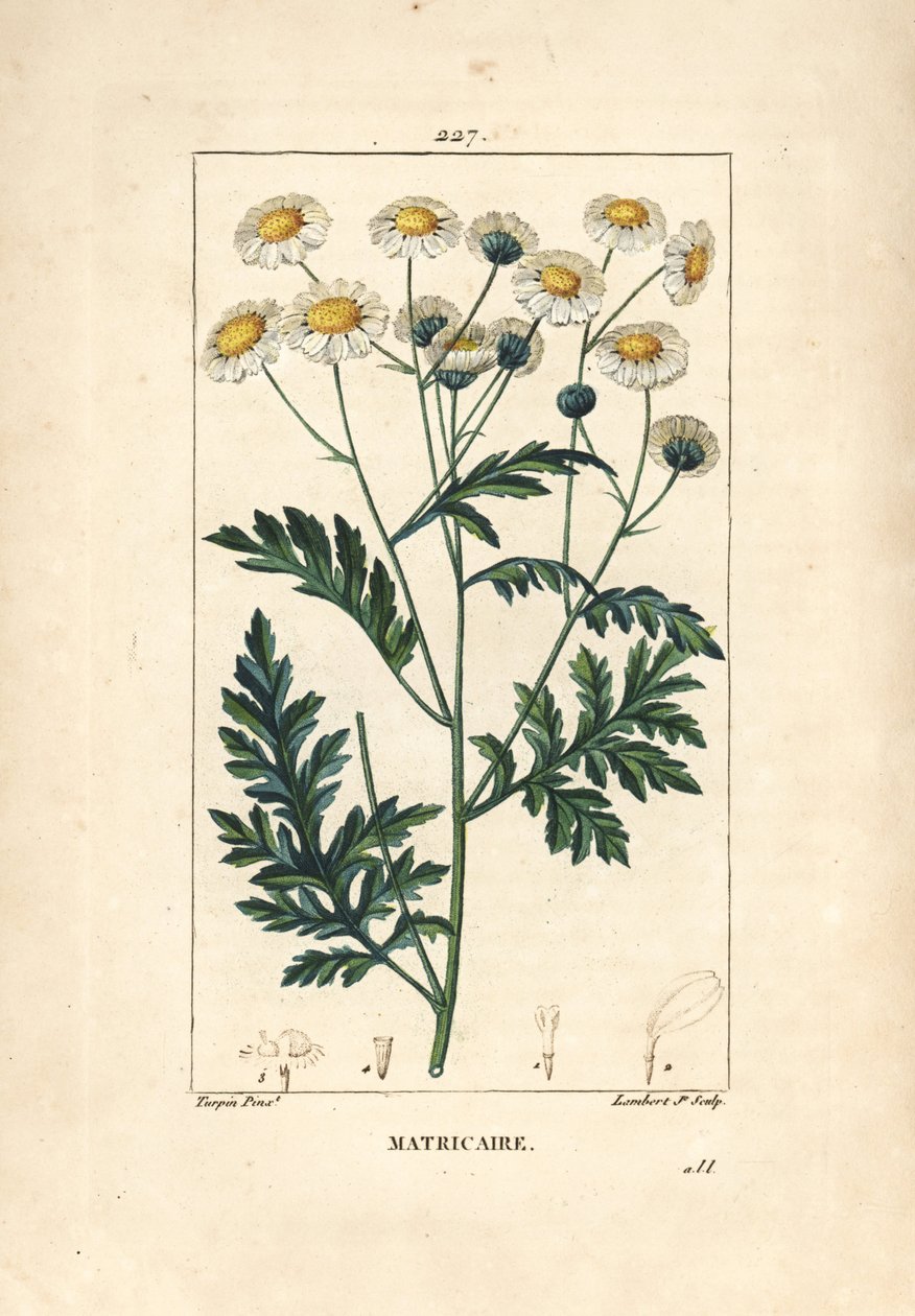 Matricary - Feverfew ، Matricaria vulgaris. نقش على لوح نحاسي منقوش يدويًا بواسطة لامبرت جونيور من رسم بيير جان فرانسوا توربين من شوميتون وبوارت وشامبيرت "" لا فلور ميديكال "،" باريس ، بانكوك بواسطة بيير جان فرانسوا توربين
