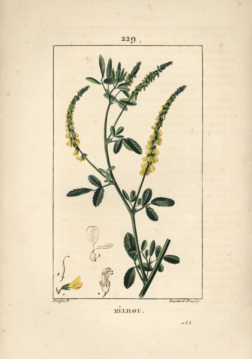 Melilot - Melilot trefoil ، Melitotus officinarum. نقش على لوح نحاسي ملون يدويًا بواسطة لامبرت جونيور من رسم بيير جان فرانسوا توربين من شوميتون وبوارت وشامبيرت "لا فلور ميديكال" ، "باريس ، بانكوك بواسطة بيير جان فرانسوا توربين