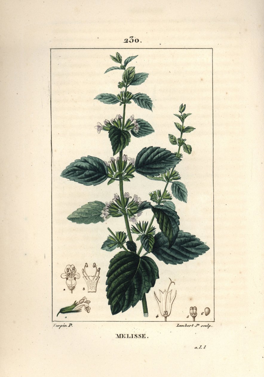 Melisse des jardins أو melisse المزروعة - بلسم مشترك ، Melissa hydrtensis. نقش على لوح نحاسي ملون يدويًا بواسطة لامبرت جونيور من رسم بيير جان فرانسوا توربين من شوميتون ، بوارت و "" لا فلور ميديكال "لشامبرت ،" باريس ، بنسلفانيا بواسطة بيير جان فرانسوا توربين