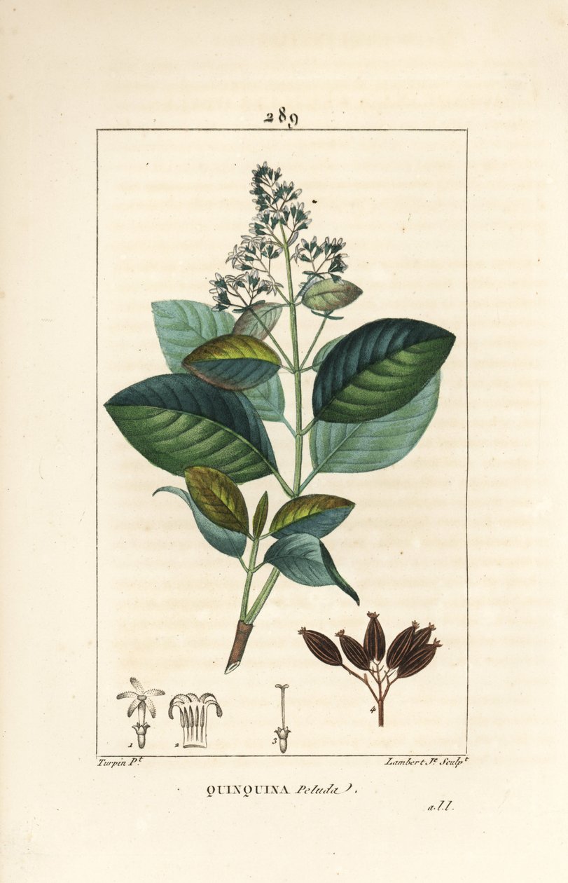 Michurago أو fruta de mono ، Ladenbergia macrocarpa (Cinchona ovalifolia) ، بالزهور والأوراق والساق والبذور. نقش على لوح نحاسي منقوش يدويًا بواسطة لامبرت جونيور من رسم بيير جان فرانسوا توربين من شوميتون وبوارت وشامبيرت " بواسطة بيير جان فرانسوا توربين