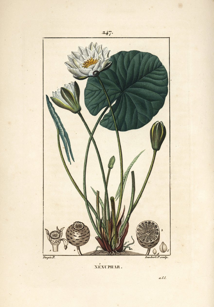 Nenuphar blanc - White water lily, Nymphaea alba, with leaf, flower, seedpod and seeds. Handcoloured stipple copperplate engraving by Lambert Junior from a drawing by Pierre Jean-Francois Turpin from Chaumeton, Poiret and Chamberet