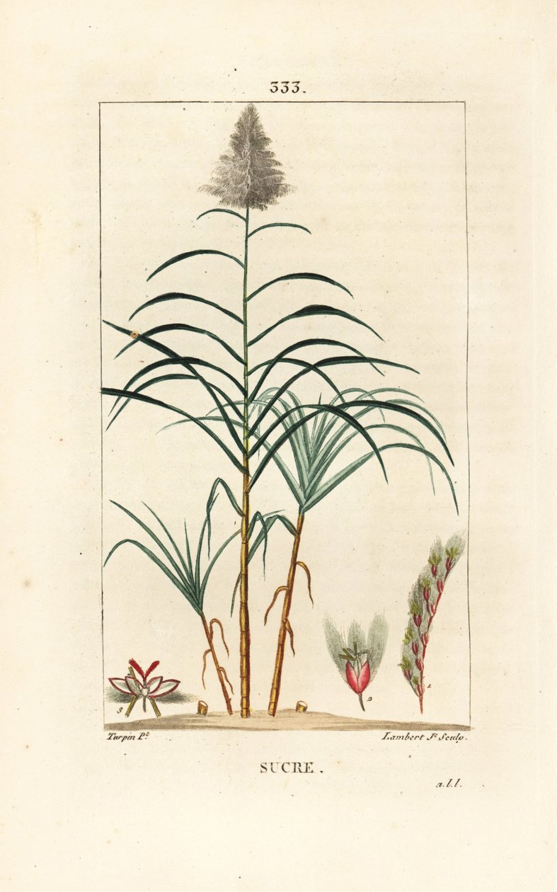 Noble cane - Sugar cane, Saccharum officinarum. Handcoloured stipple copperplate engraving by Lambert Junior from a drawing by Pierre Jean-Francois Turpin from Chaumeton, Poiret and Chamberet