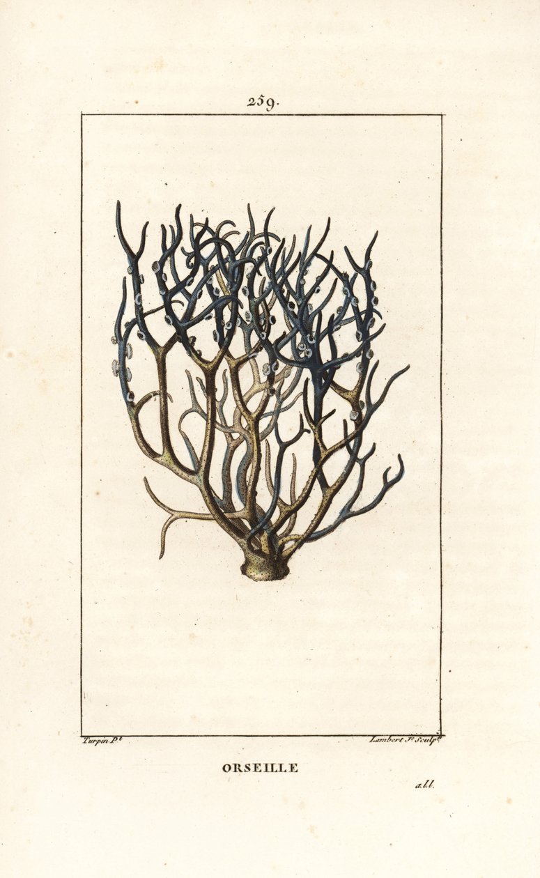 Orseille أو French Purple (lichen) - Orcein أو archil ، Roccella tinctoria ، الحزاز المستخدم في الصبغ من جزر الرأس الأخضر. نقش على لوح نحاسي ملون يدويًا بواسطة لامبرت جونيور من رسم بيير جان فرانسوا توربين من شوميتون ، بوارت بواسطة بيير جان فرانسوا توربين