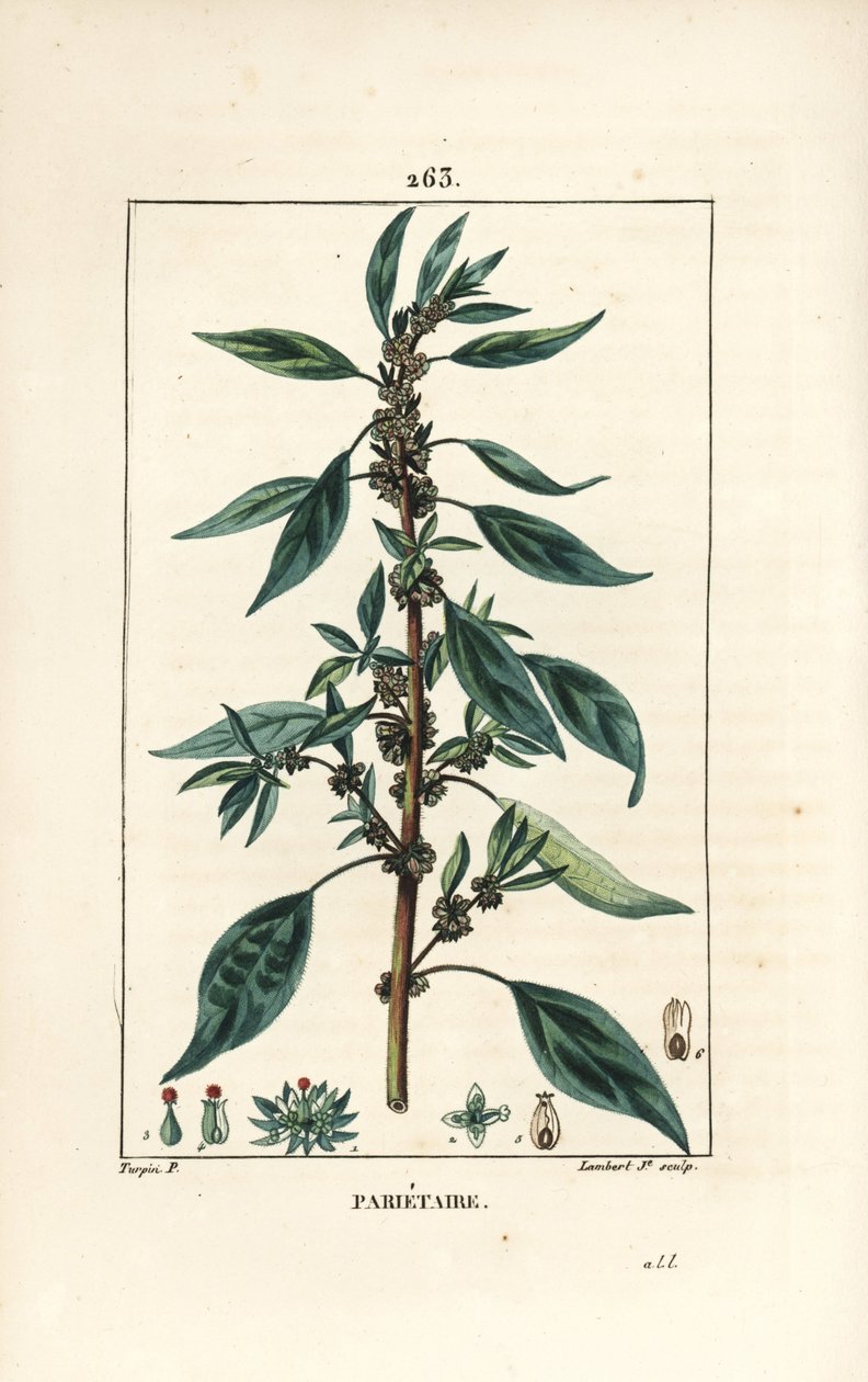 Parietaire officinale (أو Perce wallaille ، Casse pierre ، Espargoule ، Gamberoussette) - جدار pellitory ، Parietaria officinalis ، مع ساق وأوراق وزهرة وبذور. نقش على لوح نحاسي ملون يدويًا بواسطة لامبرت جونيور من رسم بيير جان فرا بواسطة بيير جان فرانسوا توربين