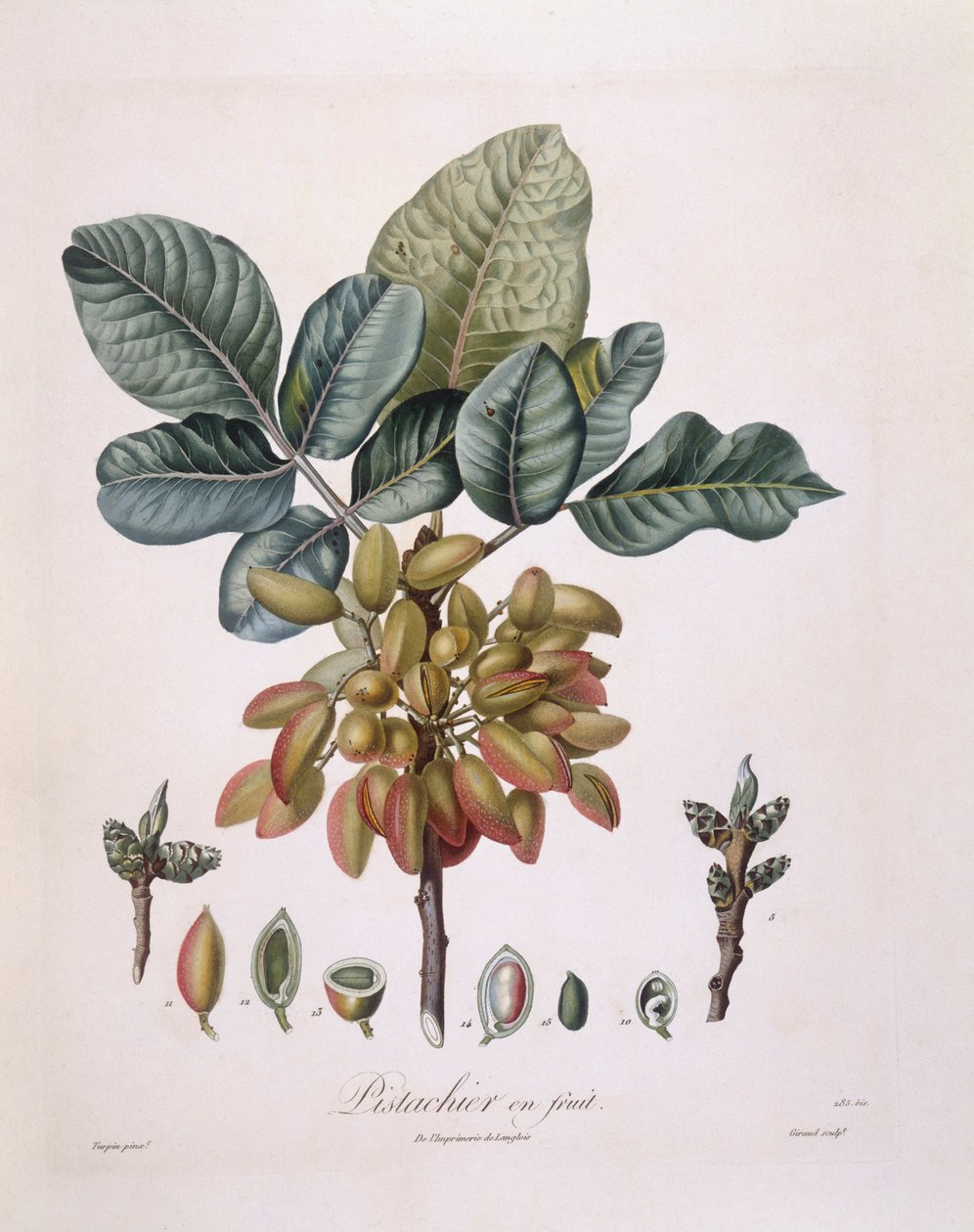 الفستق (Pistacia vera) ، Henry Louis Duhamel du Monceau ، لوحة نباتية من تصميم Pierre Jean Francois Turpin بواسطة بيير جان فرانسوا توربين