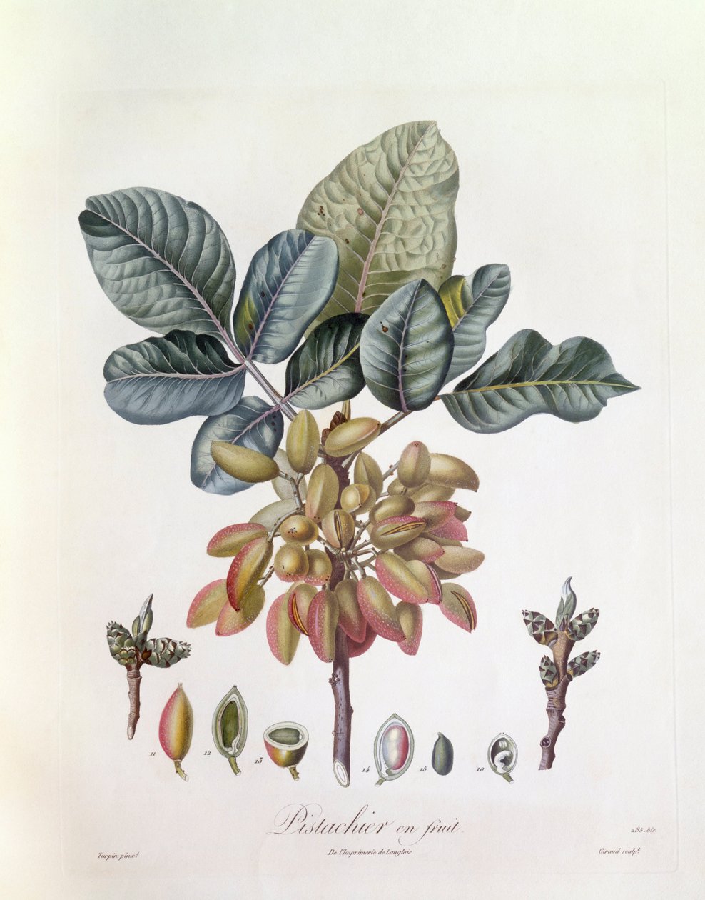 الفستق (Pistacia vera) ، Henry Louis Duhamel du Monceau ، لوحة نباتية من تصميم Pierre Jean Francois Turpin بواسطة بيير جان فرانسوا توربين