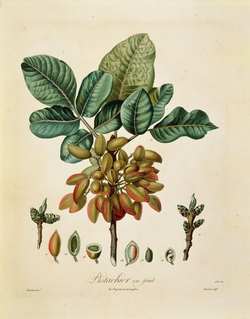 Pistachio (Pistacia vera) by Francois Turpin بواسطة بيير جان فرانسوا توربين