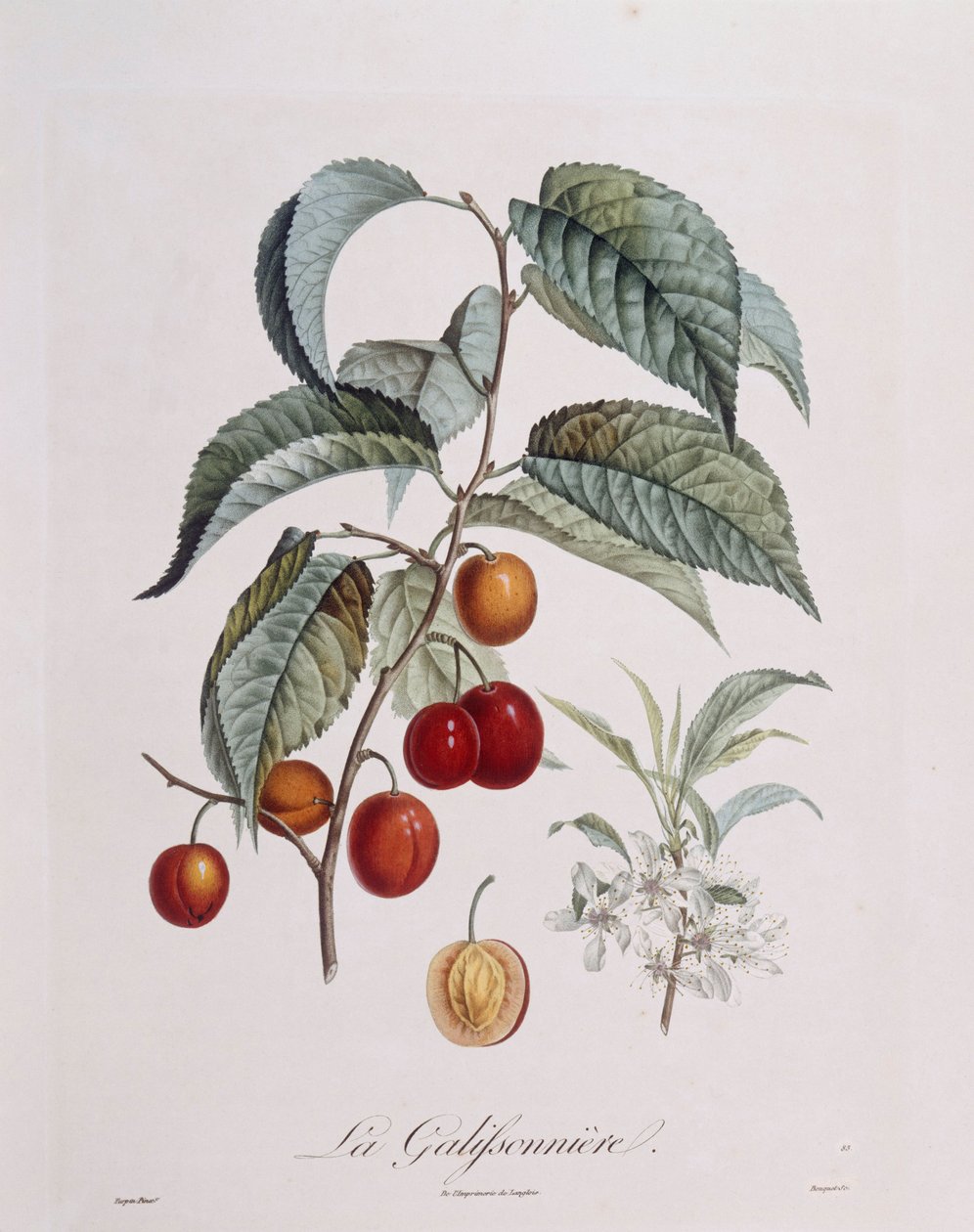 Plum "La Galifsonniere" Henry Louis Duhamel du Monceau ، لوحة نباتية بواسطة Pierre Jean Francois Turpin بواسطة بيير جان فرانسوا توربين