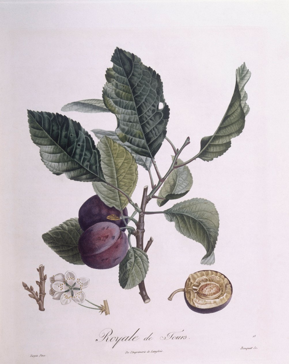 Plum "Royale de Tours" ، Henry Louis Duhamel du Monceau ، لوحة نباتية بواسطة Pierre Jean Francois Turpin بواسطة بيير جان فرانسوا توربين