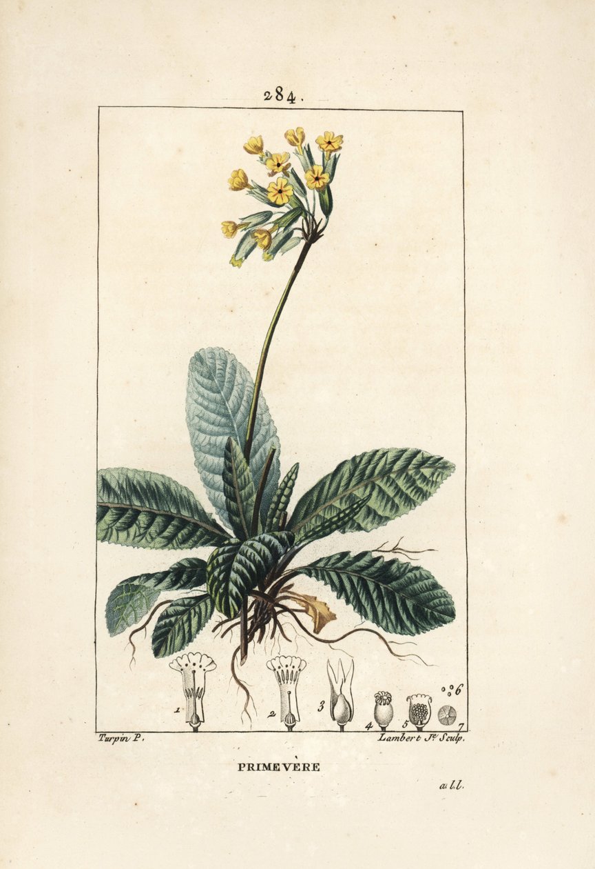 Primevere officinale ou brerelle ، cuckoo ، Herb a la paralysis ، Herb de Saint Paul ، primerolle - Cowslip ، Primula veris ، تظهر الأزهار والأوراق والجذور. نقش على لوح نحاسي ملون يدويًا بواسطة لامبرت جونيور من رسم بيير جان فرانسوا ترب بواسطة بيير جان فرانسوا توربين