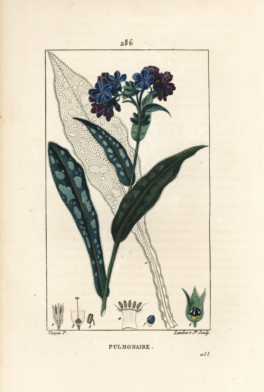 الرئة officinale - Lungwort ، Pulmonaria officinalis ، مع الزهرة والأوراق والساق والأوراق في المخطط التفصيلي. نقش على لوح نحاسي منقوش يدويًا بواسطة لامبرت جونيور من رسم بيير جان فرانسوا توربين من شوميتون وبوارت و "" La "" لشامبرت بواسطة بيير جان فرانسوا توربين