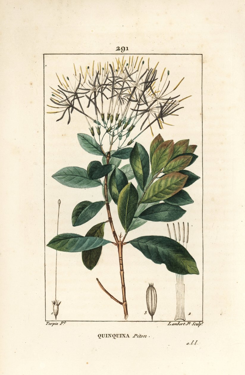 Quinquina piton - Exostema sanctae-luciae (syn. Cinchona floribunda) ، مع زهرة وأوراق وساق وبذور. نقش على لوح نحاسي منقوش يدويًا بواسطة لامبرت جونيور من رسم بيير جان فرانسوا توربين من شوميتون وبوارت و "" La "" لشامبرت بواسطة بيير جان فرانسوا توربين