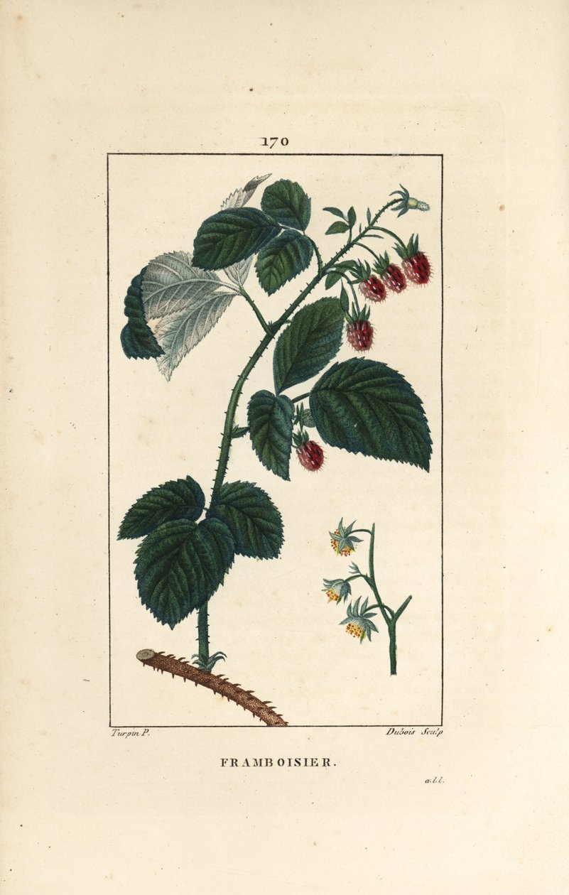 توت العليق - توت العليق ، Rubus idaeus ، تظهر الأزهار والأوراق والأشواك والفاكهة الناضجة. نقش على لوح نحاسي منقوش يدويًا بواسطة لامبرت جونيور من رسم بيير جان فرانسوا توربين من شوميتون ، "" La Flore Medicale لـ Poiret et Chamberet "،" P بواسطة بيير جان فرانسوا توربين