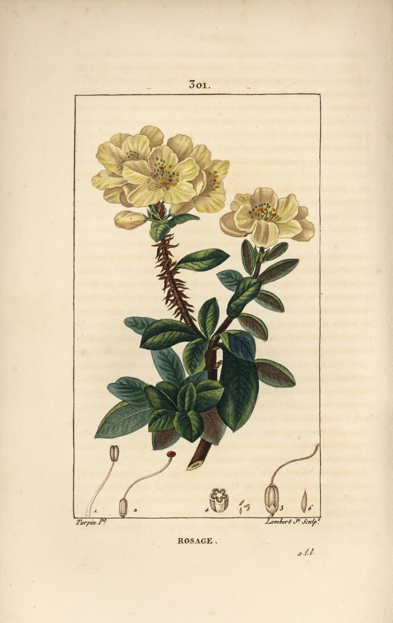 Rhododendron geant - Rosebay ، Hymenanthes maxima (Rhododendron max) ، مع زهرة ، وساق شائك ، وأوراق وبذور. نقش على لوح نحاسي ملون يدويًا بواسطة لامبرت جونيور من رسم بيير جان فرانسوا توربين من شوميتون وبوارت وشامبر بواسطة بيير جان فرانسوا توربين