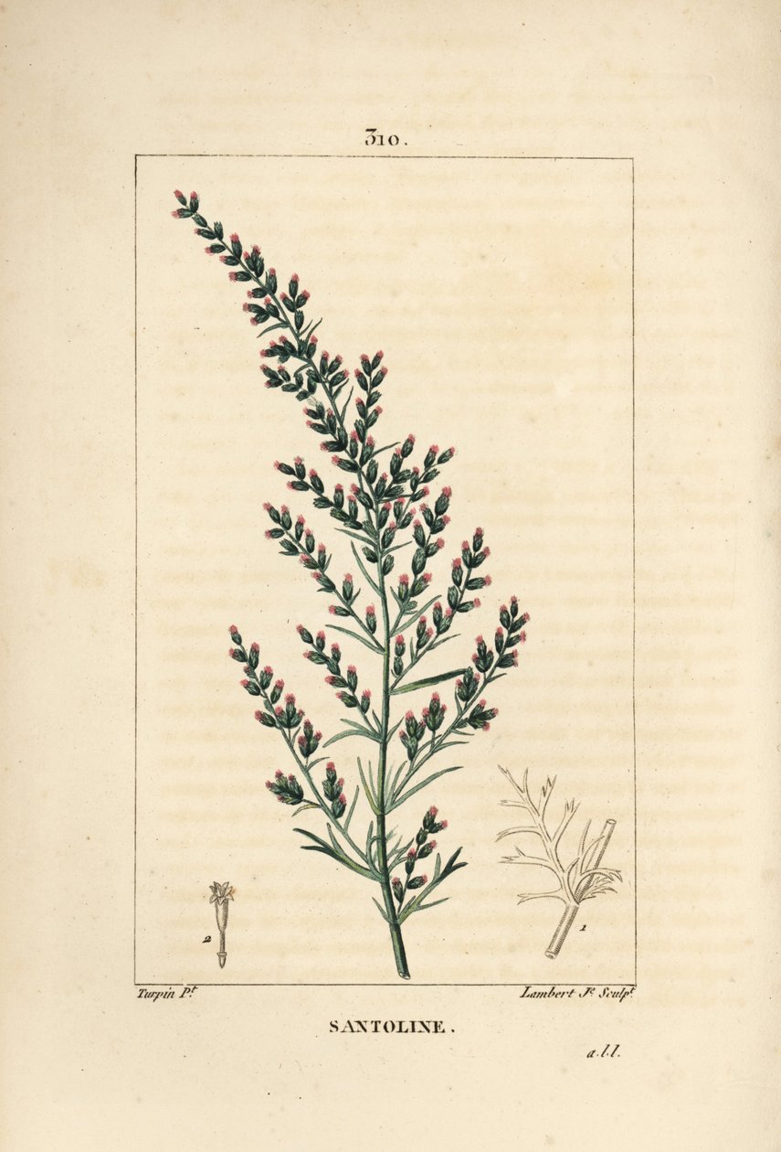 أصناف الميرمية - بذور الديدان أو خشب التاتاريان الجنوبي ، Artemisia santonicum. نقش على لوح نحاسي ملون يدويًا بواسطة لامبرت جونيور من رسم بيير جان فرانسوا توربين من شوميتون ، بوارت و "" لا فلور ميديكال "لشامبرت ،" باريس ، بنسلفانيا بواسطة بيير جان فرانسوا توربين