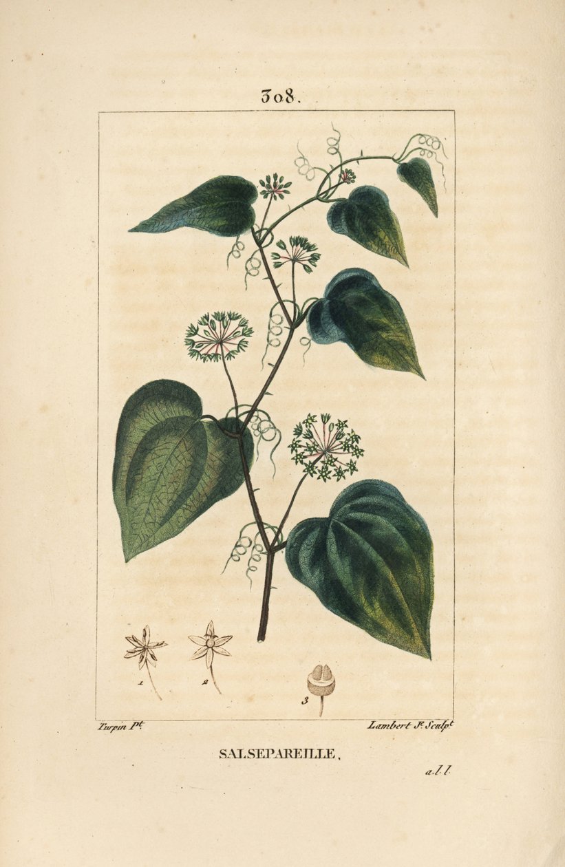 Salsepareille أو Mountain Granon ، Spiny Bindweed ، Spiny Liset - عشب خشن أو سارسباريل ، Smilax aspera ، مع زهرة ، ساق ، محلاق ، أوراق وبذور. نقش على لوح نحاسي ملون يدويًا بواسطة لامبرت جونيور من رسم بيير جان فرانسوا تو بواسطة بيير جان فرانسوا توربين