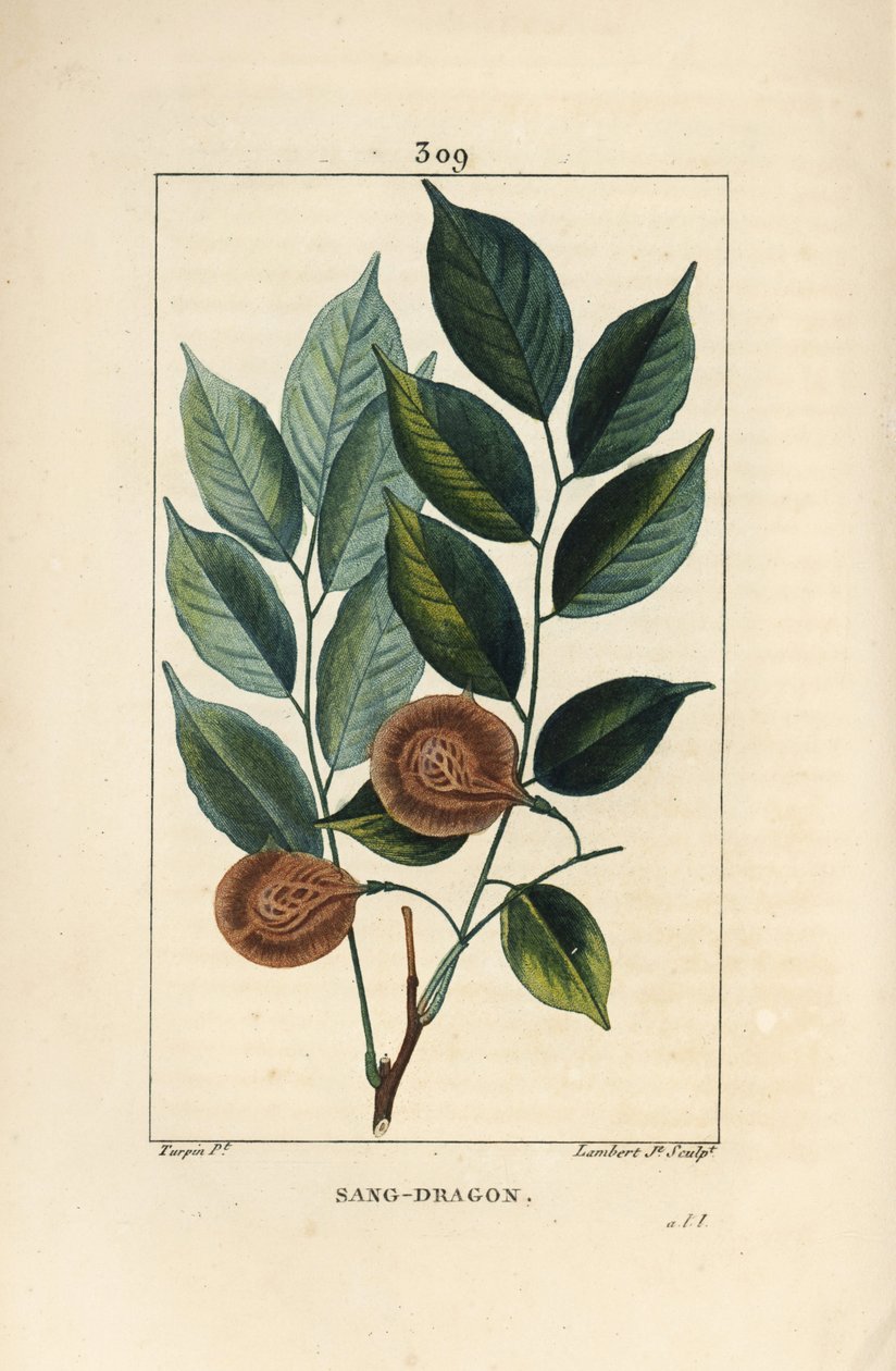 غنى التنين (ساندراغون) ، mangle medaille ، paletuvier أو mangle rivière - Dragonsblood or paduak tree ، Pterocarpus officinalis (Pterocarpus draco) ، مع الأوراق والفاكهة والبذور. غير حصين. نقش على صفيحة نحاسية منقوشة يدويًا بواسطة لامبرت جونيور من د بواسطة بيير جان فرانسوا توربين