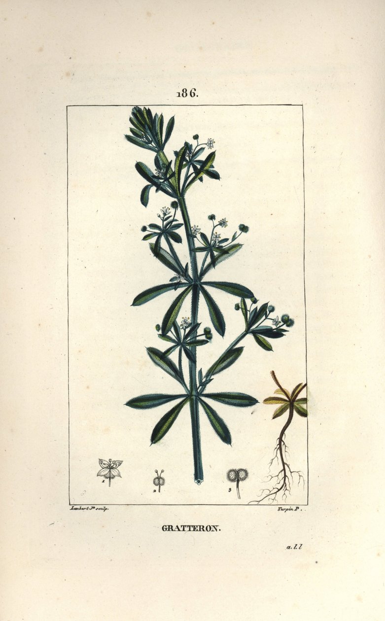 Scratteron أو rieble ، grateron ، خدش اللسان ، gaille - Goose grass ، Galium aparine. نقش على لوح نحاسي ملون يدويًا بواسطة لامبرت جونيور من رسم بيير جان فرانسوا توربين من شوميتون وبوارت و "" لا فلور ميديكال "لشامبرت" بواسطة بيير جان فرانسوا توربين
