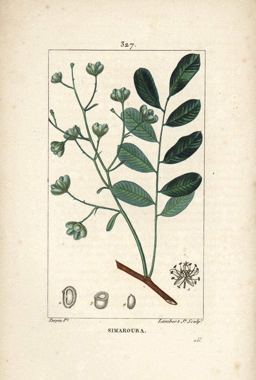 Simarouba bitere - Marupa أو المر ، Simarouba amara (Quassia simaruba) مع الزهور والأوراق والفروع والبذور. نقش على لوح نحاسي منقوش يدويًا بواسطة لامبرت جونيور من رسم بيير جان فرانسوا توربين من شوميتون وبوارت وشامبيرت 