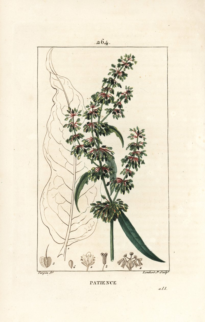 Spinard sorrel ou patience des moines - حوض الصبر ، Rumex patientia ، مع الزهرة والساق والأوراق ومخطط البذور والأوراق. نقش على لوح نحاسي ملون يدويًا بواسطة لامبرت جونيور من رسم بيير جان فرانسوا توربين من شوميتون وبوارت و بواسطة بيير جان فرانسوا توربين