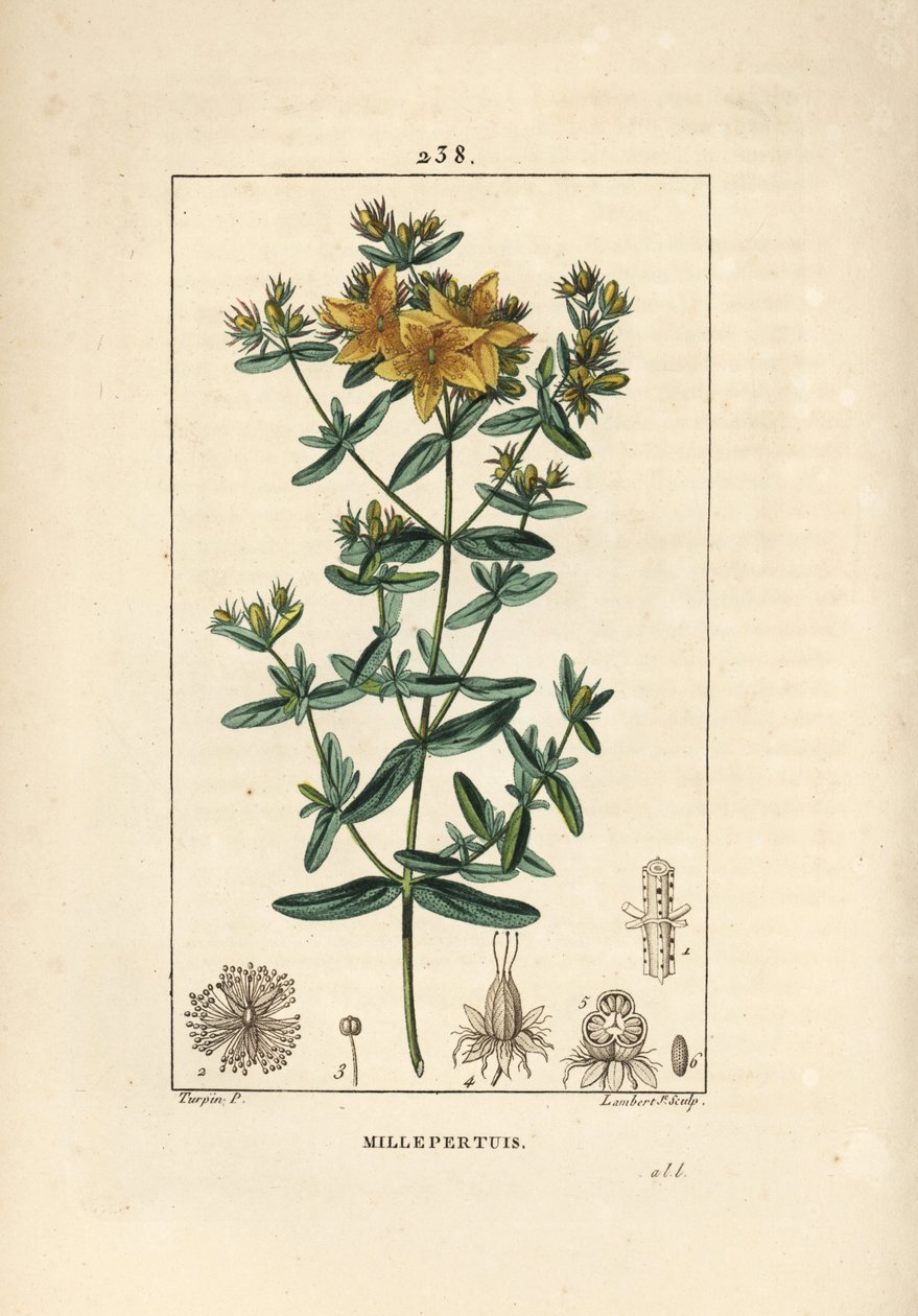 نبتة سانت جون ، نبتة سانت جون أو نبتة سانت جون - نبتة سانت جون المثقبة ، Hypericum perforatum. نقش على لوح نحاسي ملون يدويًا بواسطة لامبرت جونيور من رسم بيير جان فرانسوا توربين من شوميتون وبوارت وشامبر بواسطة بيير جان فرانسوا توربين