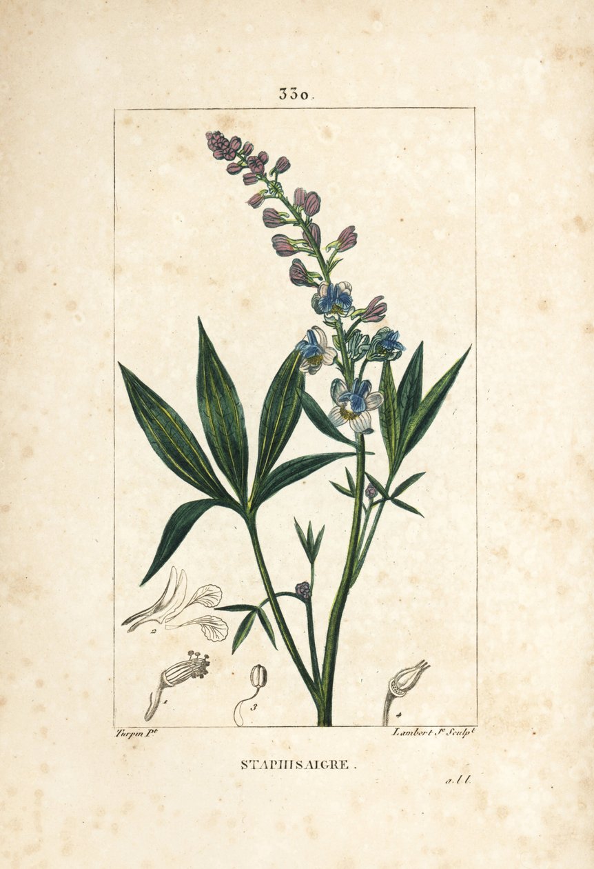 Staphisagria - Lie-bane أو stavesacre ، Delphinium staphisagria ، مع الزهور والأوراق والساق والبذور. نقش على لوح نحاسي منقوش يدويًا بواسطة لامبرت جونيور من رسم بيير جان فرانسوا توربين من شوميتون وبوارت ولا فلور "" لشامبرت بواسطة بيير جان فرانسوا توربين