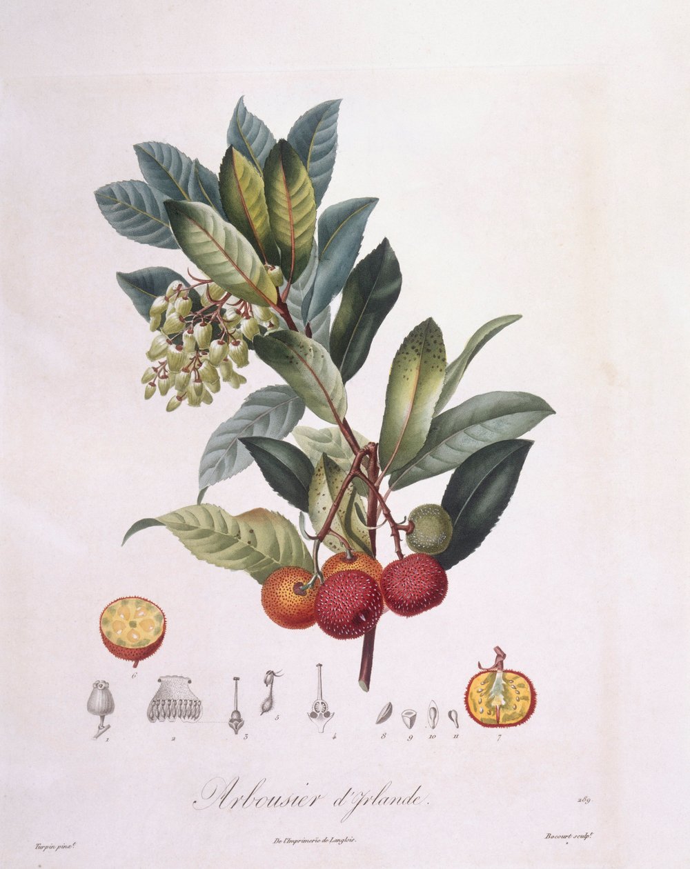 شجرة الفراولة (Arbutus unedo) ، Henry Louis Duhamel du Monceau ، لوحة نباتية بقلم بيير جان فرانسوا توربين بواسطة بيير جان فرانسوا توربين
