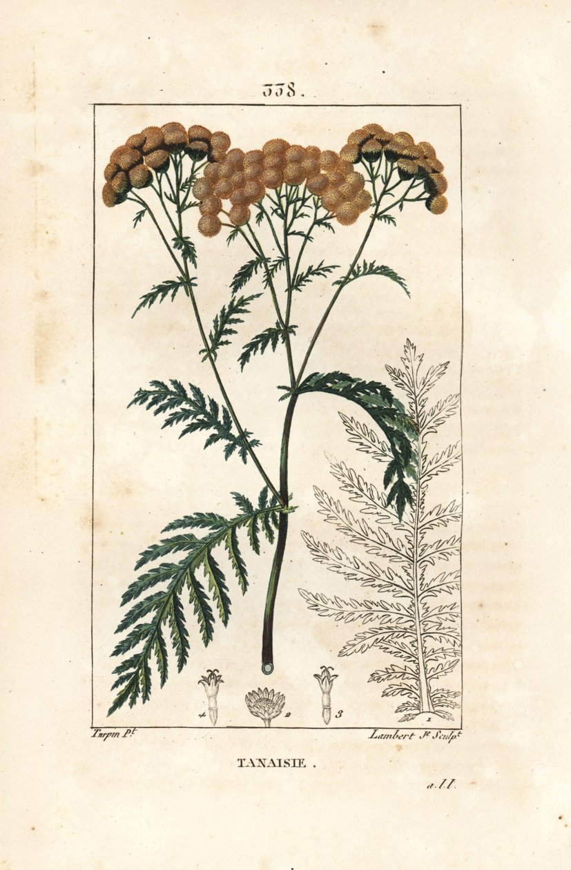 Tansy - Tansy, Tanacetum vulgare. Handcoloured stipple copperplate engraving by Lambert Junior from a drawing by Pierre Jean-Francois Turpin from Chaumeton, Poiret and Chamberet