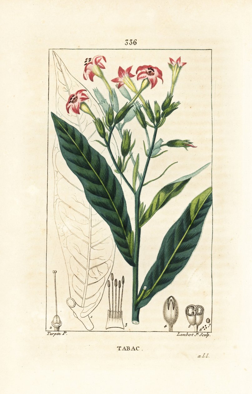 Tobacco - Tobacco, Nicotiana tabacum. Handcoloured stipple copperplate engraving by Lambert Junior from a drawing by Pierre Jean-Francois Turpin from Chaumeton, Poiret and Chamberet
