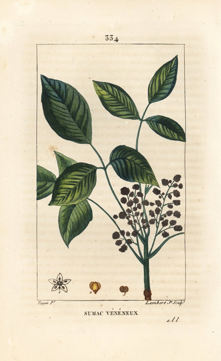 ليانا السامة - البلوط السام ، Toxicodendron pubescens. نقش على لوح نحاسي ملون يدويًا بواسطة لامبرت جونيور من رسم بيير جان فرانسوا توربين من شوميتون وبوارت وشامبيرت "" لا فلور ميديكال "،" باريس ، بانكوك بواسطة بيير جان فرانسوا توربين