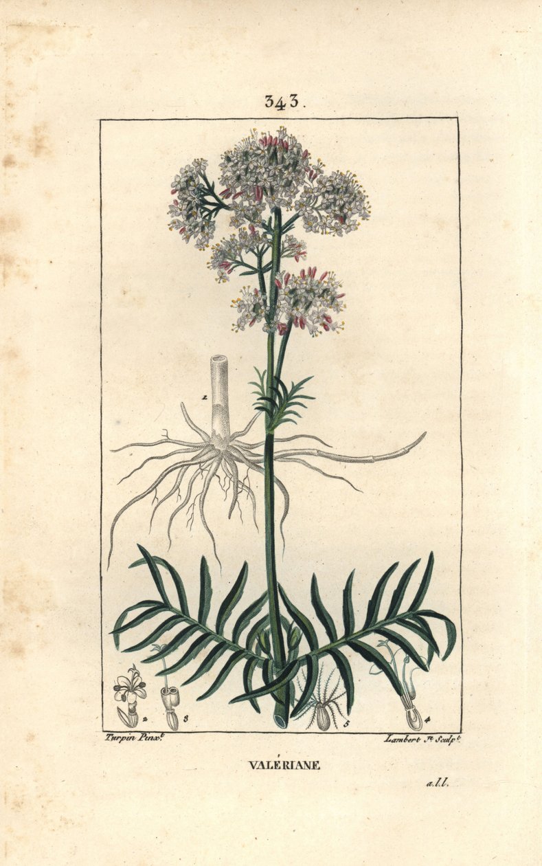 Valeriane of the hills or Valeriane with small leaves - Valerian, Valeriana officinalis, with flower, leaf, stem and root. Handcoloured stipple copperplate engraving by Lambert Junior from a drawing by Pierre Jean-Francois Turpin from Chaumeton, Poiret and بواسطة بيير جان فرانسوا توربين