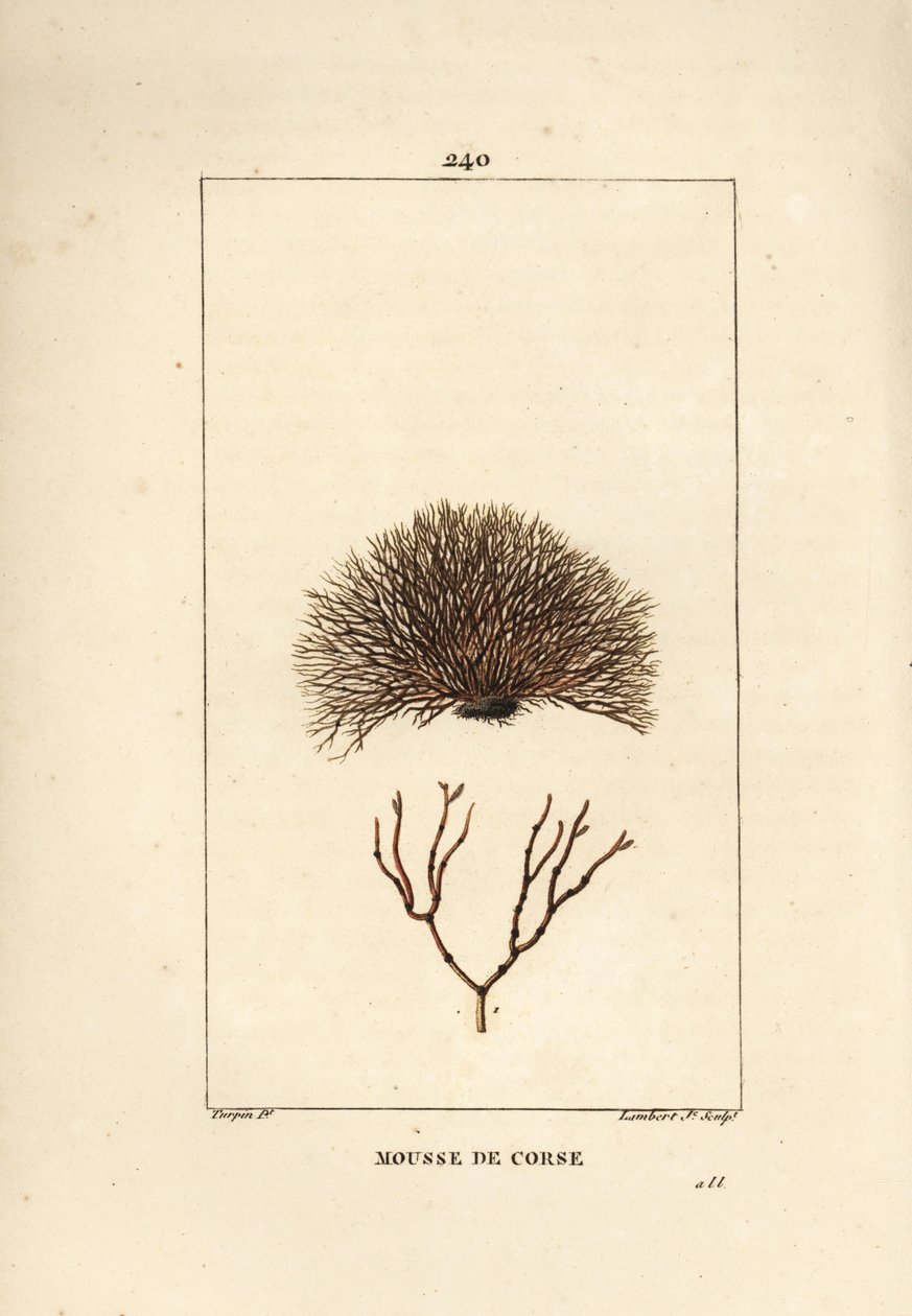 Variete of fucus - حطام البحر ، Fucus helminthocorton. نقش على لوح نحاسي ملون يدويًا بواسطة لامبرت جونيور من رسم بيير جان فرانسوا توربين من شوميتون وبوارت وشامبيرت "" لا فلور ميديكال "،" باريس ، بانكوك بواسطة بيير جان فرانسوا توربين