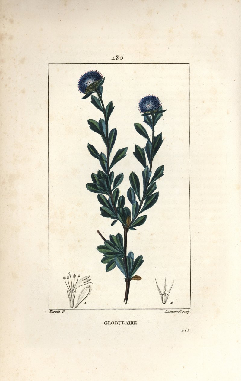 متنوع كروي - كروي ذو ثلاث أسنان مرققة ، Globularia fruticosa. نقش على لوح نحاسي منقوش يدويًا بواسطة لامبرت جونيور من رسم بيير جان فرانسوا توربين من شوميتون وبوارت و "" لا فلور ميديكال "لشامبيرت" ، "باريس ، بانك بواسطة بيير جان فرانسوا توربين