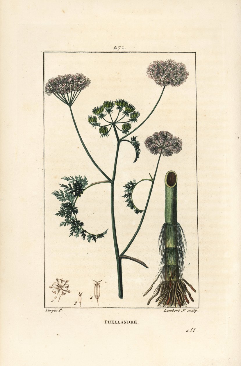 شجر الماء أو الشوكران المائي ، Oenanthe aquatica (Phellandrium aquatica) ، مع الزهور والأوراق والساق والجذر. نقش على لوح نحاسي منقوش يدويًا بواسطة لامبرت جونيور من رسم بيير جان فرانسوا توربين من شوميتون وبوارت وشامبيرت بواسطة بيير جان فرانسوا توربين