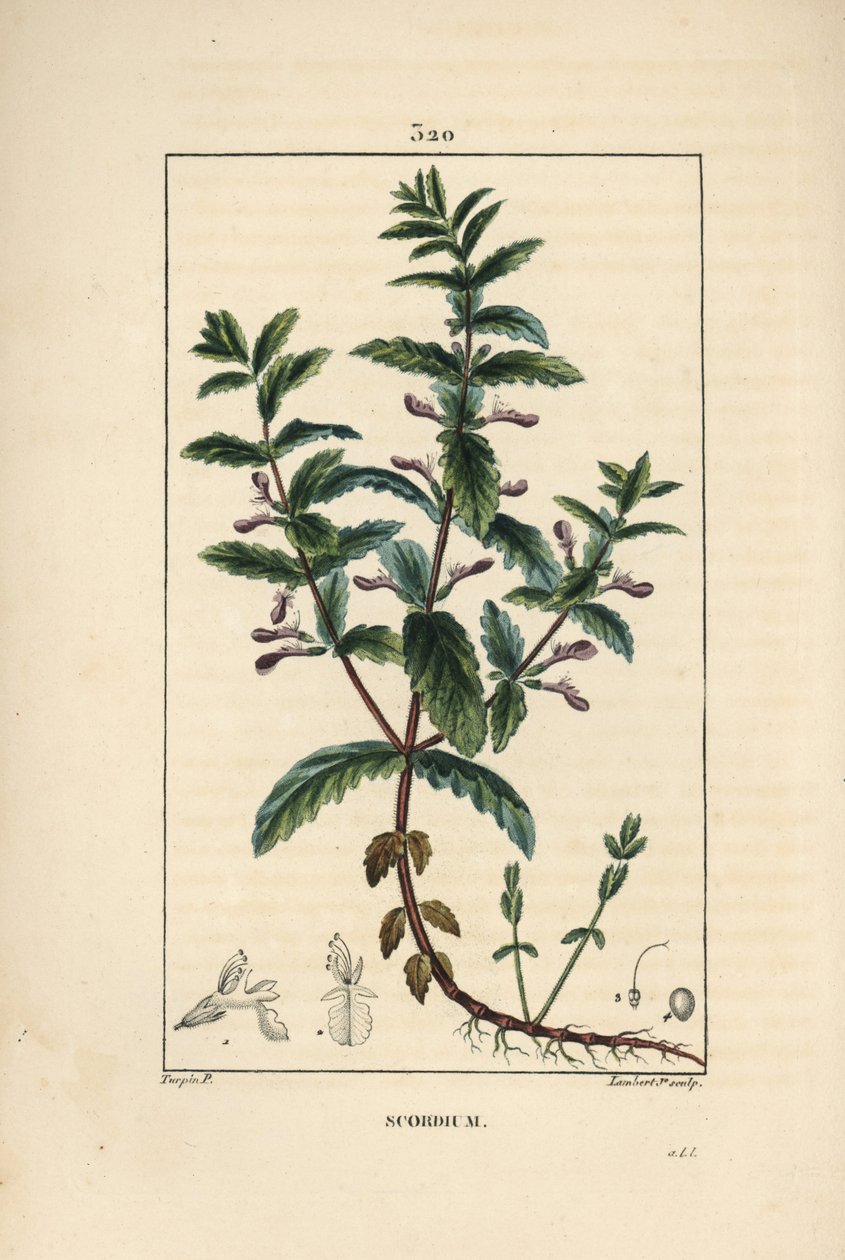 Water germandree - جرثومة مائية ، Teucrium scordium ، تظهر الأزهار والأوراق والساق والجذور. نقش على لوح نحاسي ملون يدويًا بواسطة لامبرت جونيور من رسم لبيير جان فرانسوا توربين من شوميتون وبوارت ولوحة لا فلور ميدي "" لشامبرت بواسطة بيير جان فرانسوا توربين