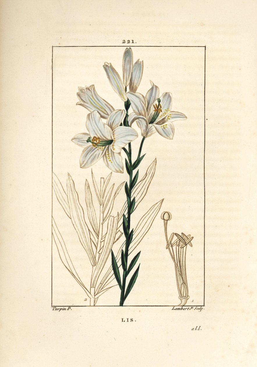 زنبق أبيض أو زنبق مادونا - زنبق أبيض ، Lilium candidum. نقش على لوح نحاسي ملون يدويًا بواسطة لامبرت جونيور من رسم بيير جان فرانسوا توربين من شوميتون وبوارت وشامبيرت "" لا فلور ميديكال "،" باريس ، بانكوك بواسطة بيير جان فرانسوا توربين
