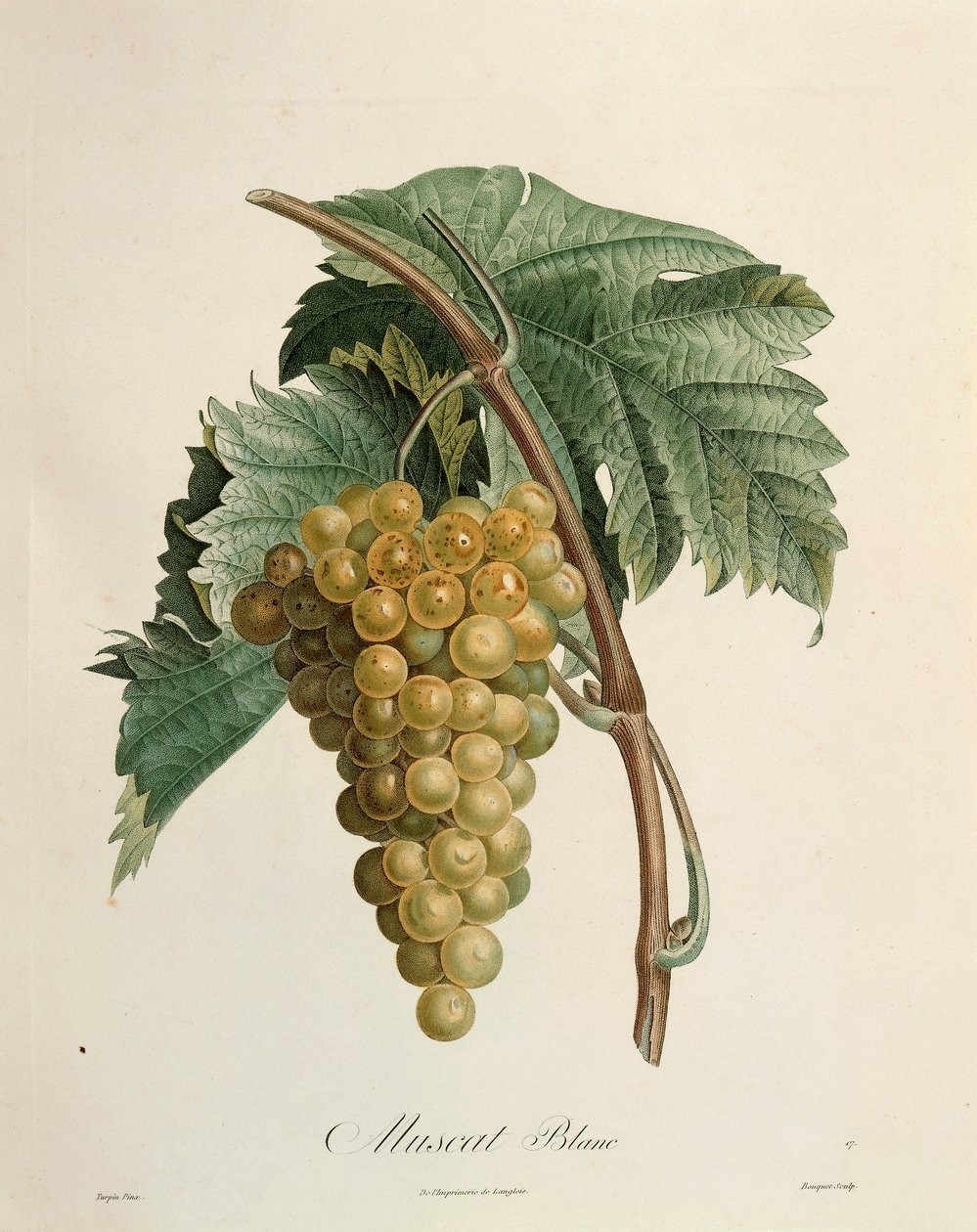 White muscat grapes by Pierre Jean Francois Turpin (1775-1840) بواسطة بيير جان فرانسوا توربين