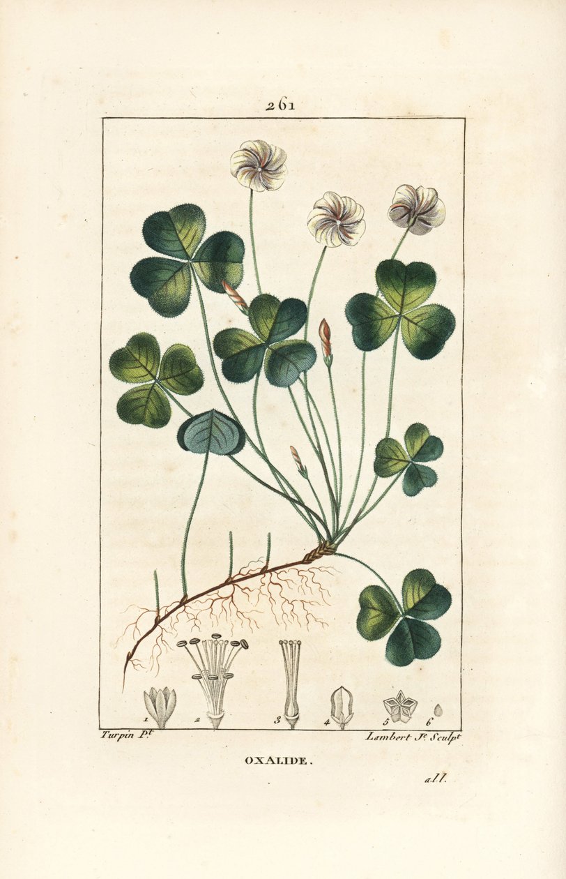 حميض الخشب ، Oxalide (oxalis) des bois - حميض الخشب ، Oxalis acetosella ، مع زهرة وأوراق وساق وبذور وجذر. نقش على لوح نحاسي ملون يدويًا بواسطة لامبرت جونيور من رسم بيير جان فرانسوا توربين من شوميتون وبوارت وشامبر بواسطة بيير جان فرانسوا توربين