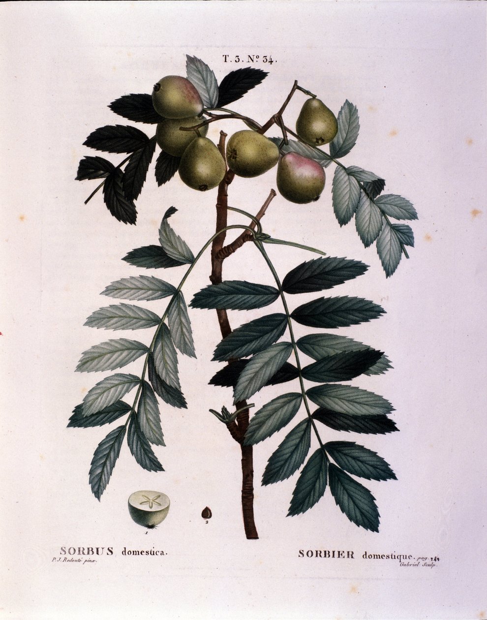 نباتي: فرع من cormier (Sorbus domestica) لوحة مرسومة من "" Nouveau Duhamel du Monceau أو يعامل الأشجار والشجيرات المزروعة في فرنسا "" ألوان مائية بقلم Pierre Joseph Redoute (1759-1840) 1819 بواسطة بيير جوزيف (بعد) Redoute