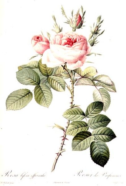 Rosa Bifera Officinalis ، محفور بواسطة Langlois ، نشره Remond (نقش ملون) بواسطة بيير جوزيف (بعد) Redoute