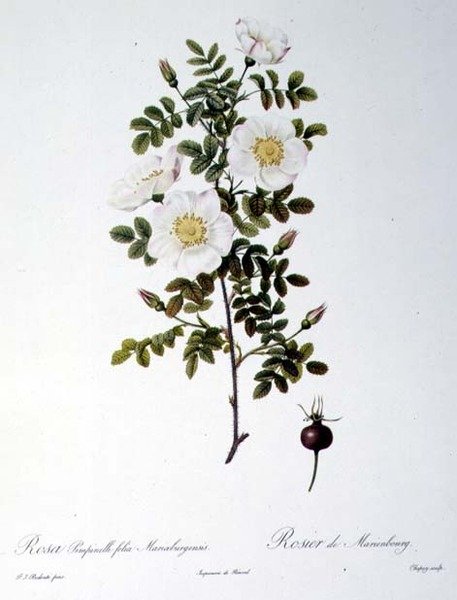 Rosa Pimpinellifolia Mariaeburgensis ، نقشها تشابوي ، من "Les Roses" ، بواسطة Remond ، حانة. 1818 (نقش ملون) بواسطة بيير جوزيف (بعد) Redoute