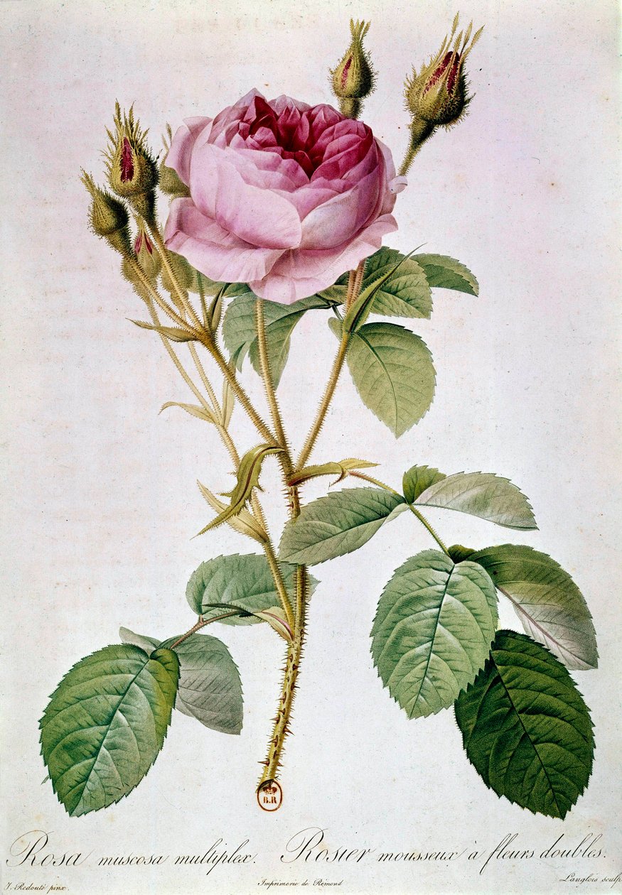 روز بلانش بيير جوزيف ريدوت (1759-1840) 1817 باريس ، بي إن بواسطة بيير جوزيف (بعد) Redoute