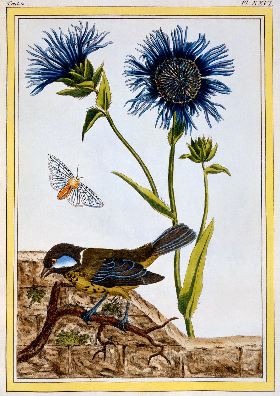 ردة الذرة ، حانة. 1776. بواسطة بيير جوزيف بوشوز