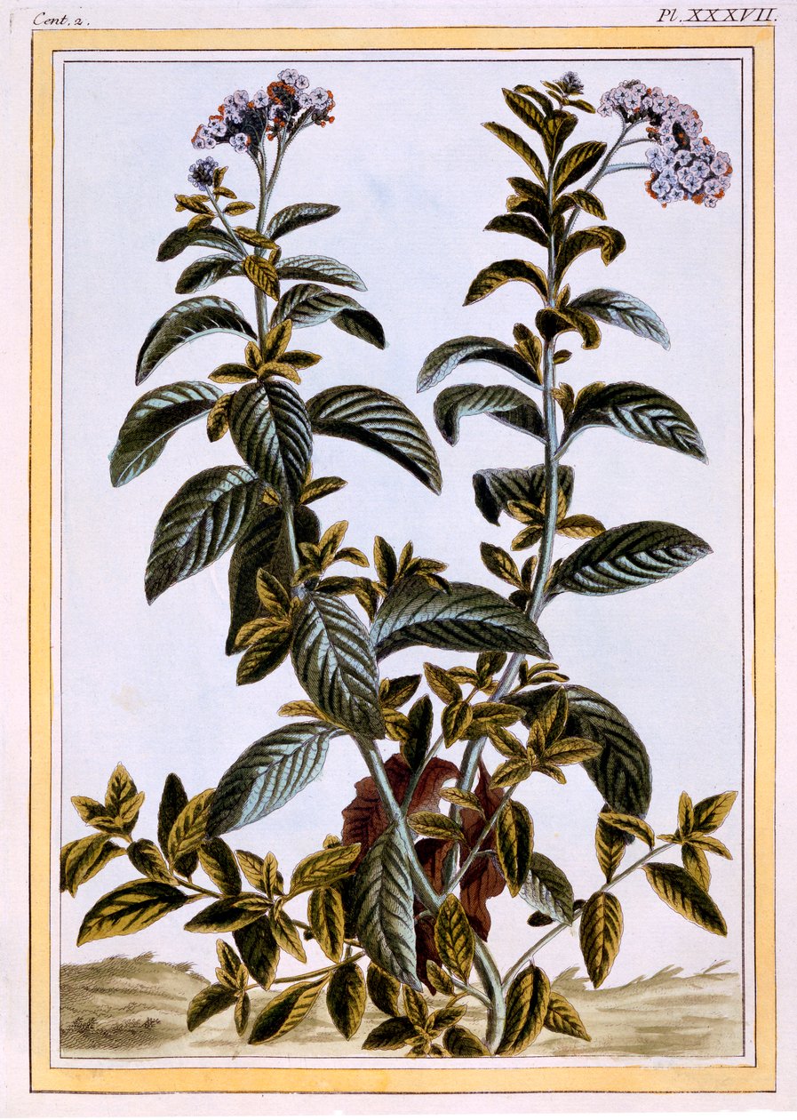 هيليوتروب أو فطيرة الكرز ، حانة. 1776. بواسطة بيير جوزيف بوشوز