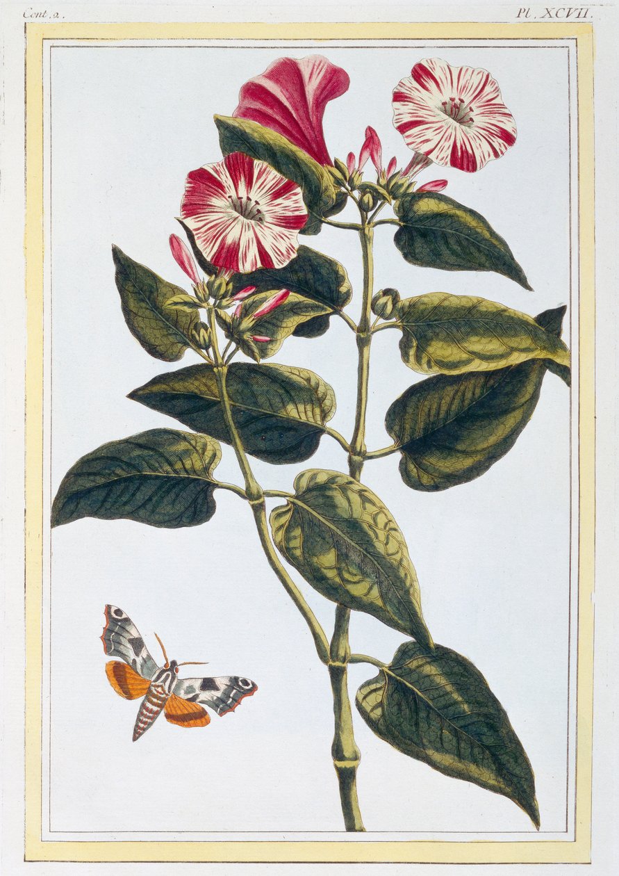 La Belle de Nuit Morning Glory، pub. 1776. بواسطة بيير جوزيف بوشوز