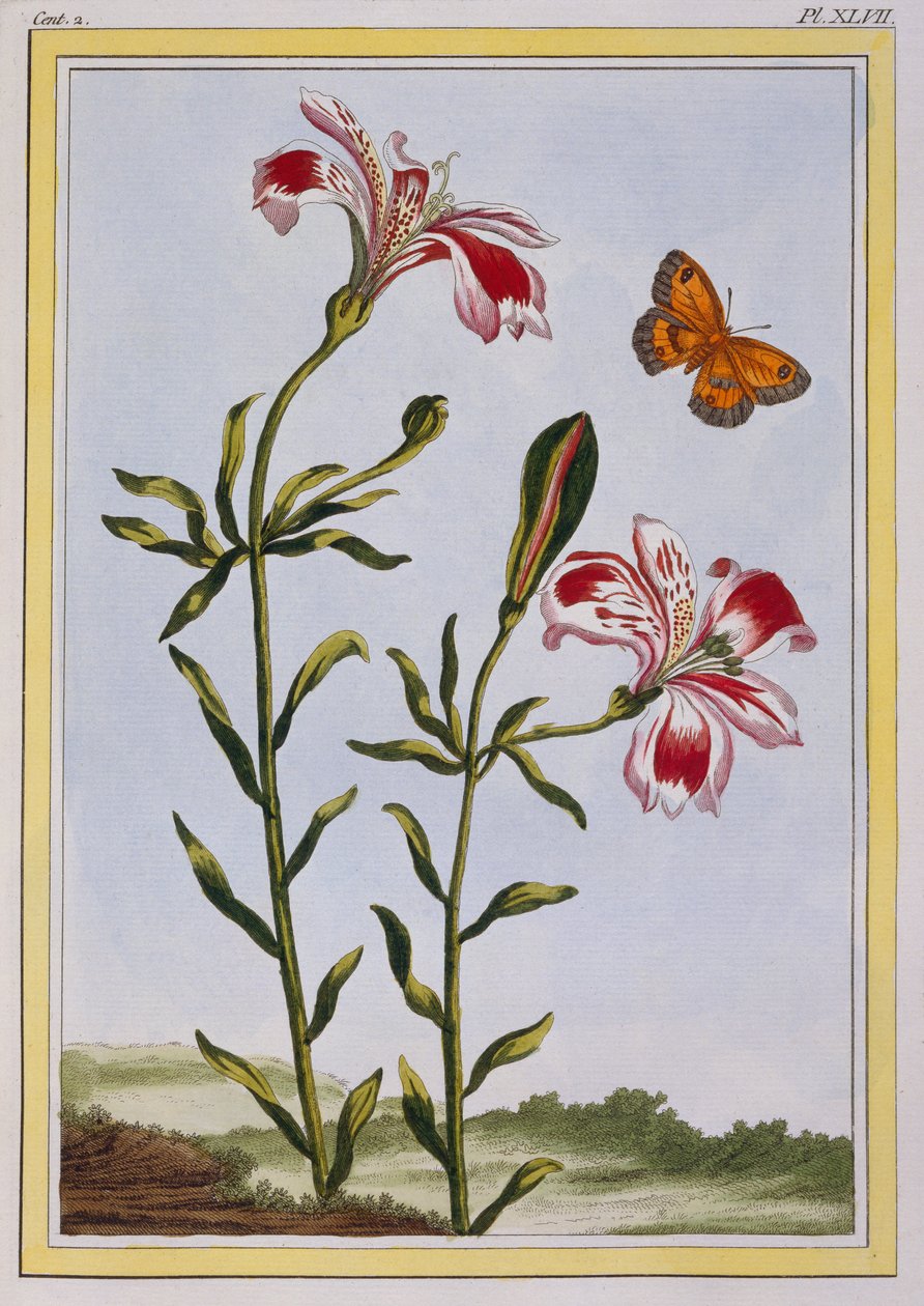 La Fleur Tachete des Incas (الزنبق البيروفي) ، c.1766 (النقش اليدوي) بواسطة بيير جوزيف بوشوز