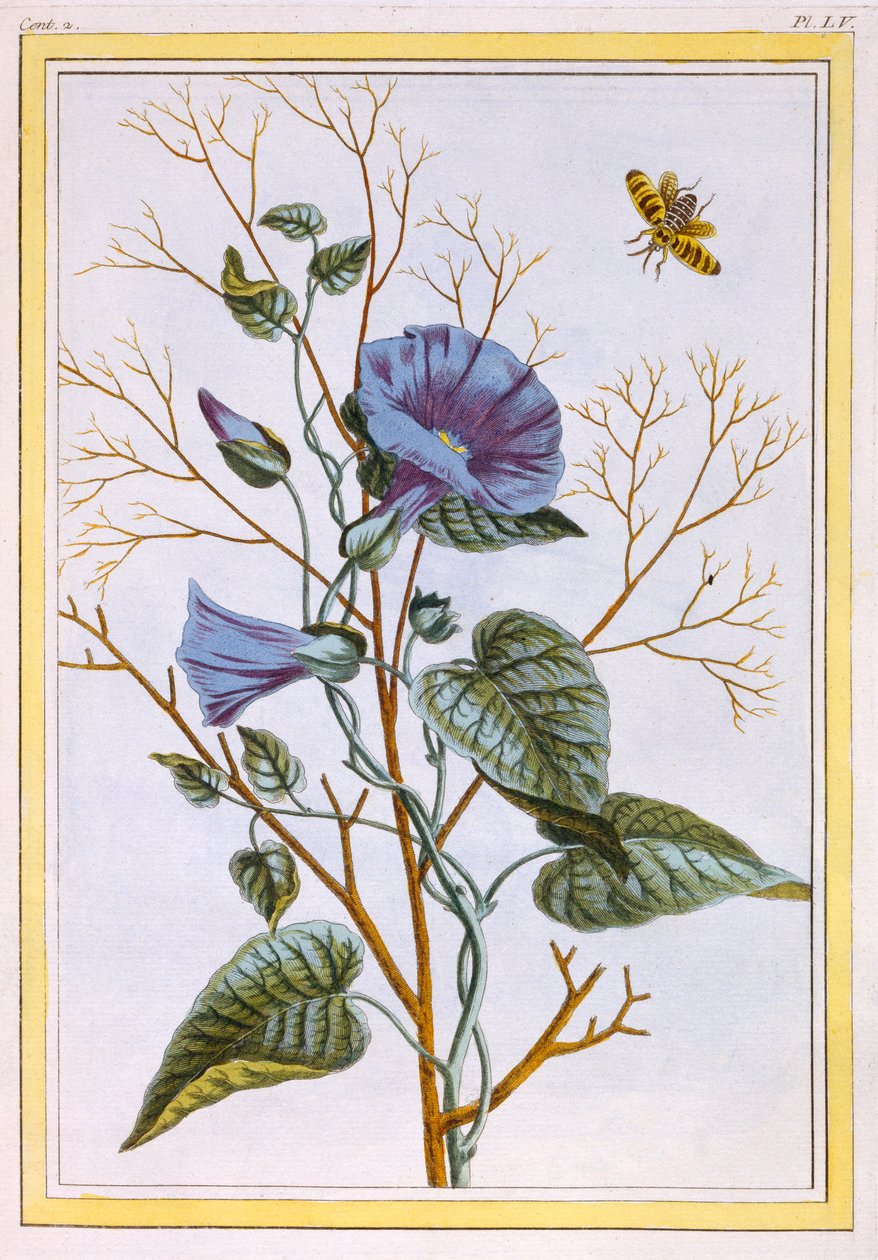 The Great Purple Bindweed Convovlus ، حانة. 1776. بواسطة بيير جوزيف بوشوز
